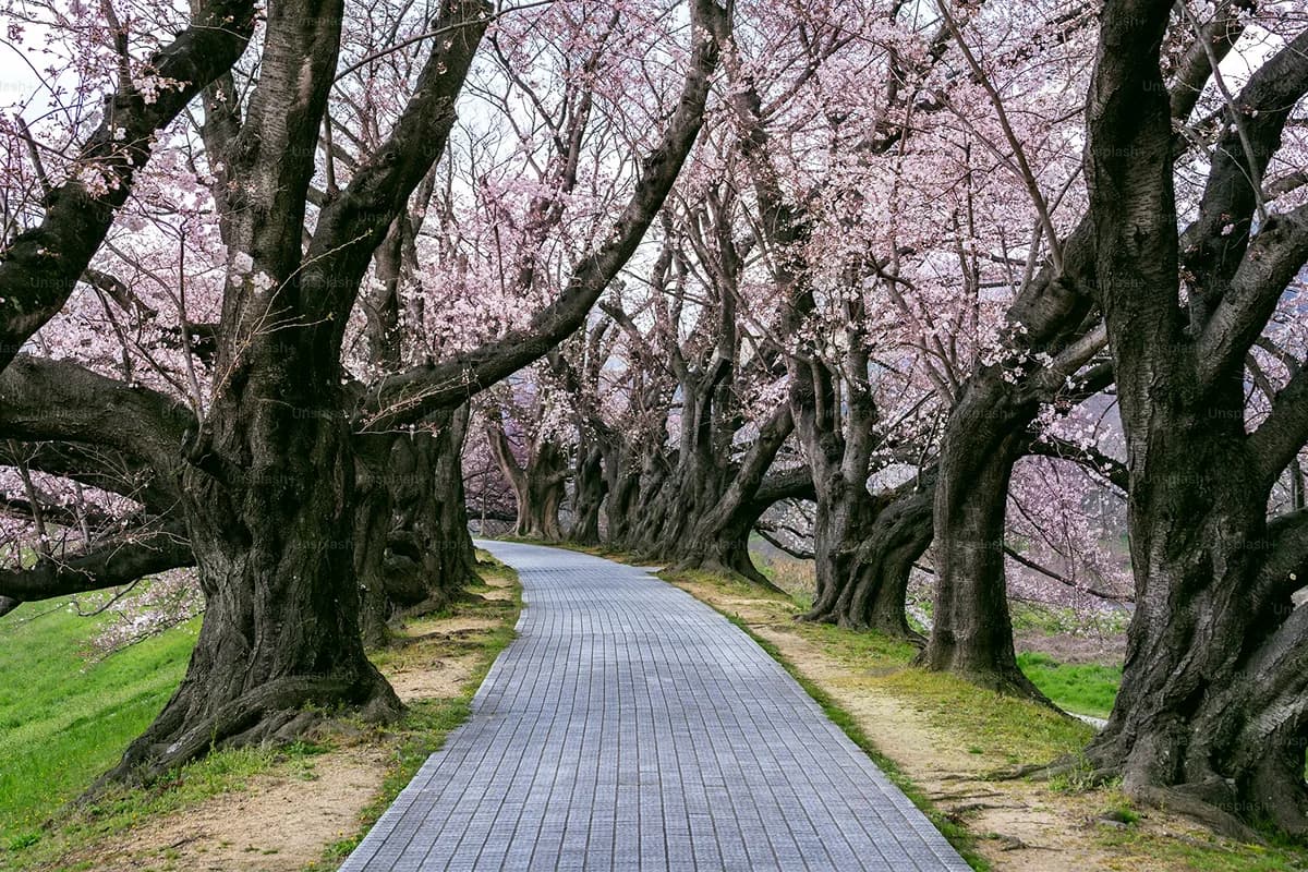Cherry blossom path