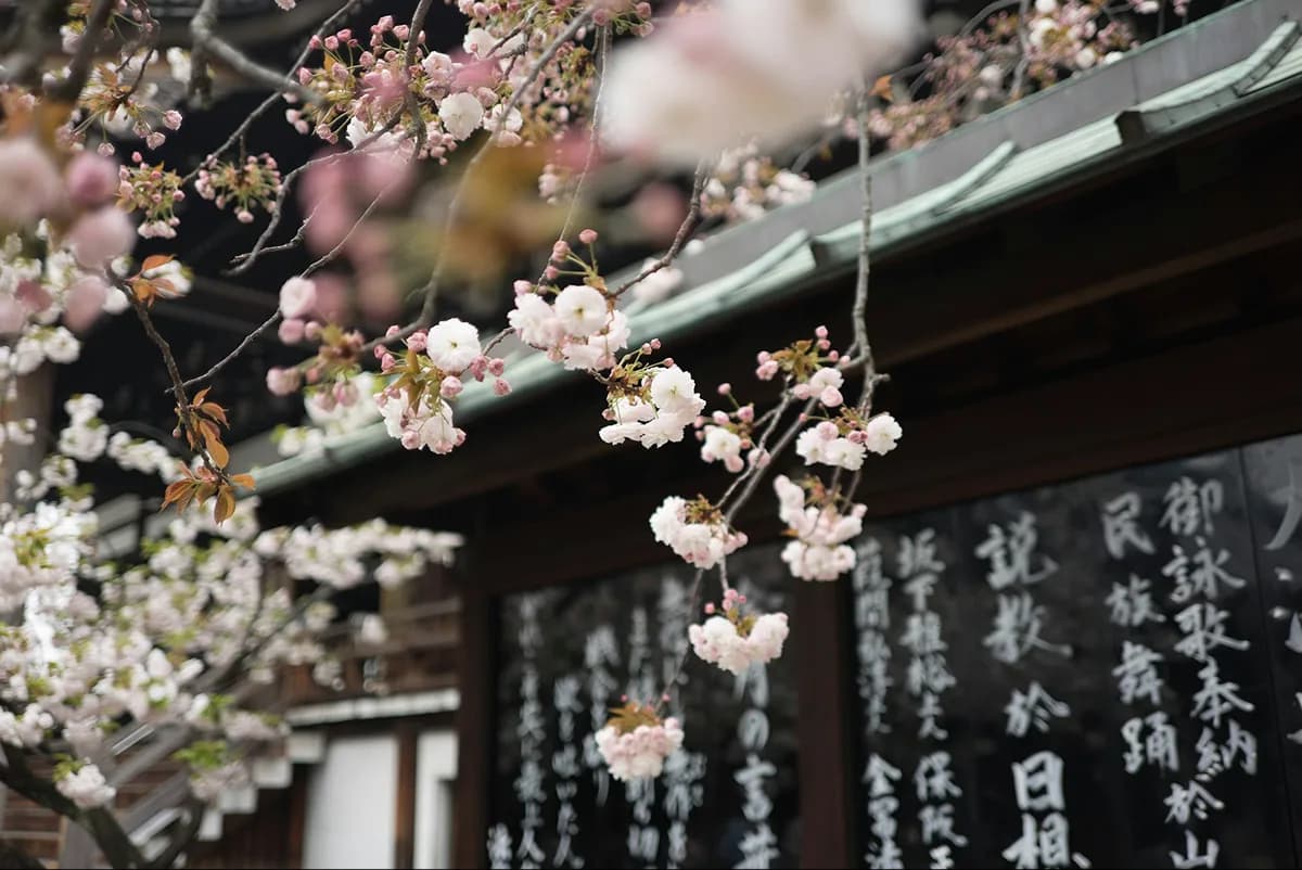 Cherry blossoms over Japanese signage