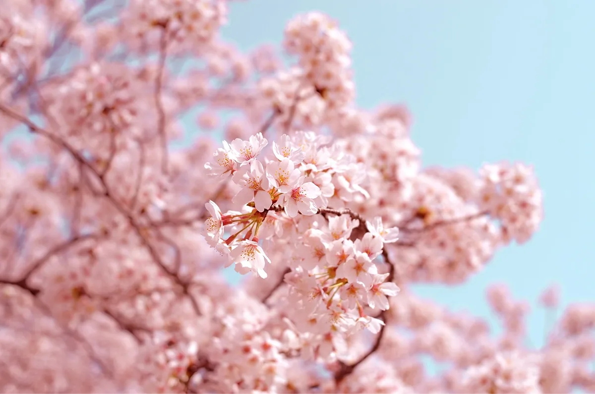 The Language of the Japanese Tea Ceremony